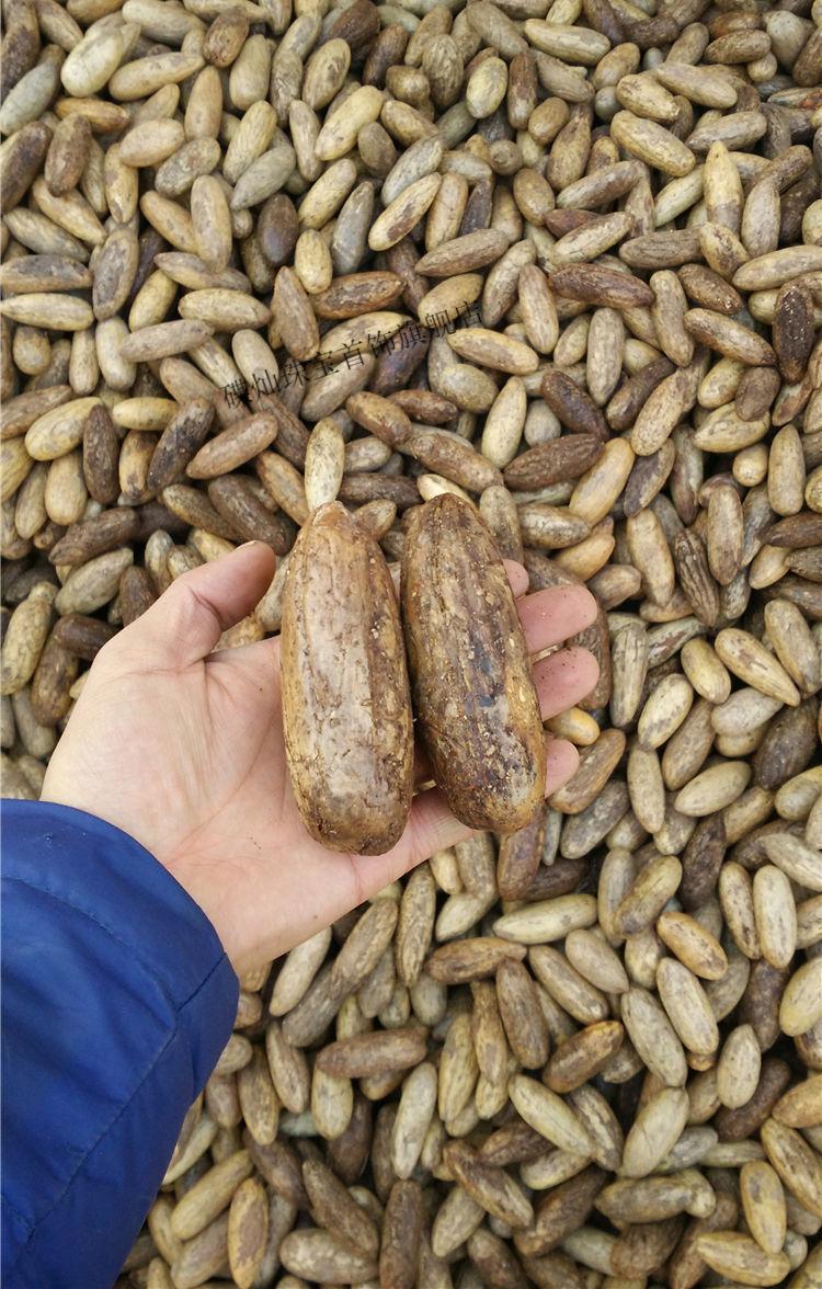 千眼菩提原籽佛心果原籽老果千眼菩提子原料金包玉原子文玩手串佛珠