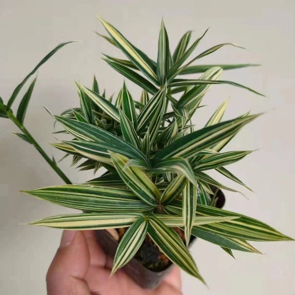 熊猫竹 菲白竹桌面绿植盆栽迷你竹子桌面微型盆景室内净化空气绿植