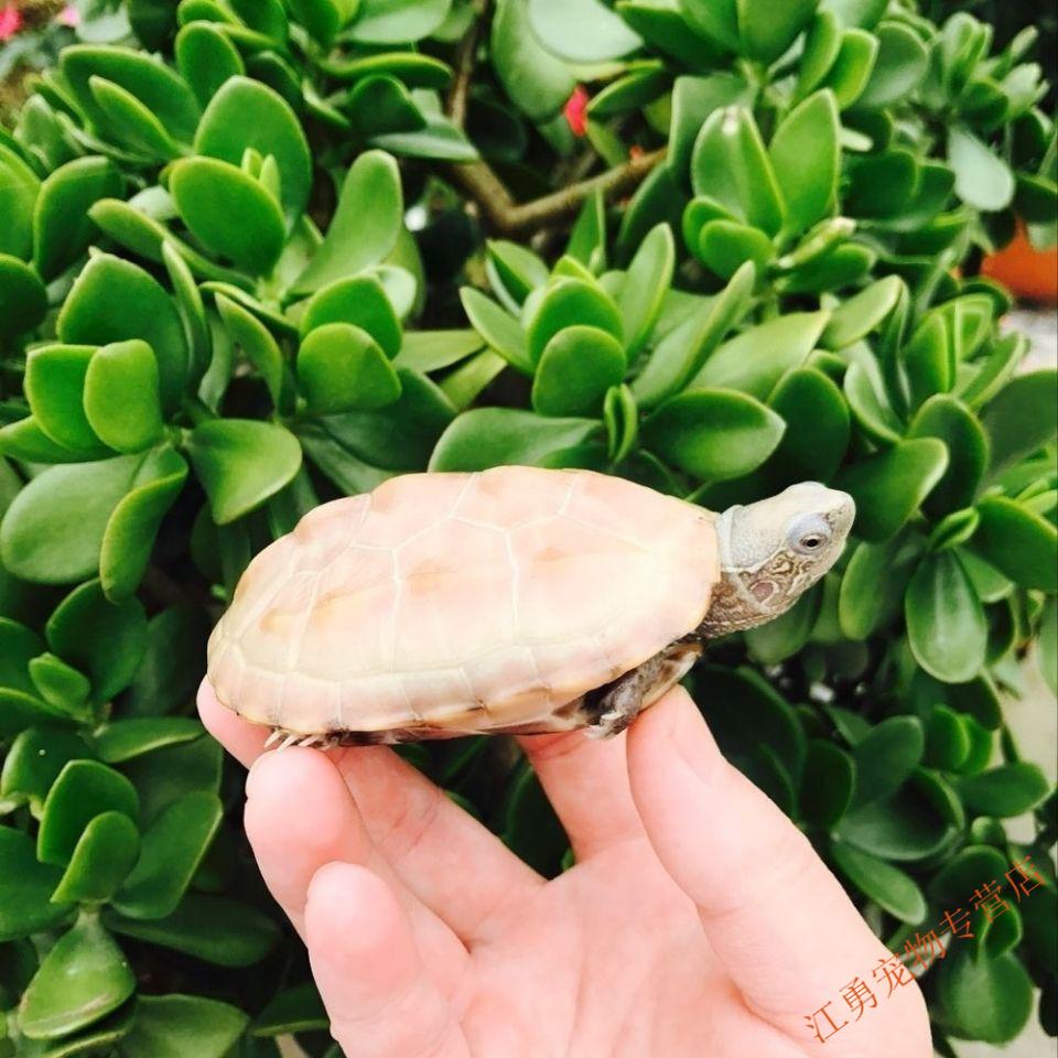 白玉龟纯种全玉中华草龟乌龟掌中宝乌龟活物镇宅龟苗活体半玉 一公一
