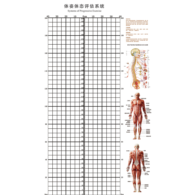 体态评估表格图高清版图片