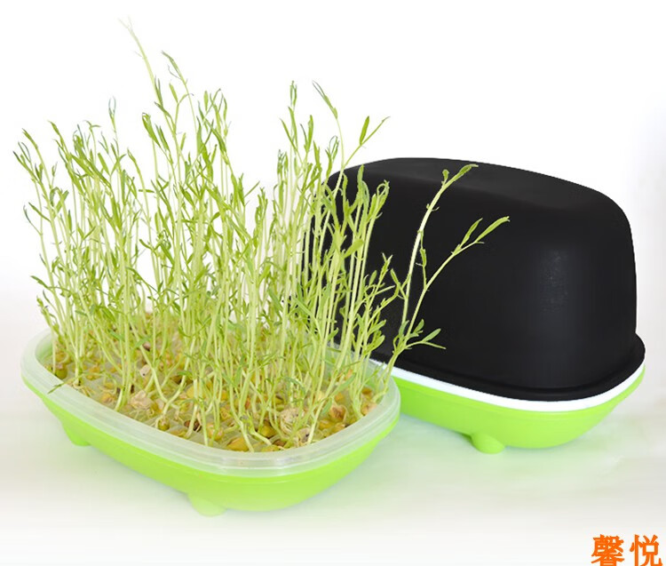 花生芽种植盒花生水培盒水培箱种植盆花生芽种植盘花生米发芽神器花生