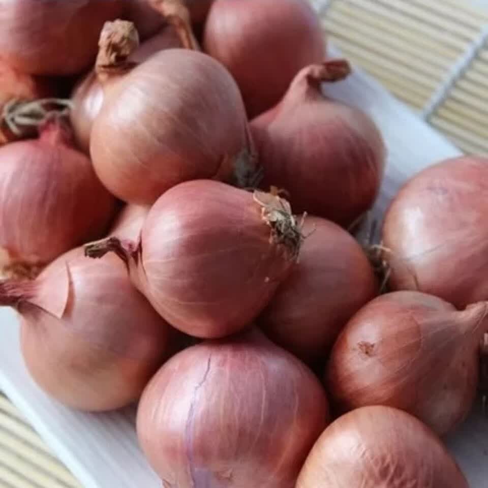 东北笨毛葱鬼子葱珠葱批发 疫区不发请配合退款 紫皮不退换橙伯乐