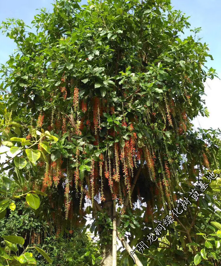 红花玉蕊树苗绿化行道风景树公园湖边常绿玉蕊苗 红花玉蕊 30cm(含)-4