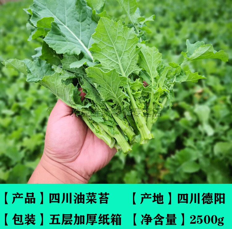 四川油菜苔新鲜小油菜新鲜蔬菜油菜苗绿色蔬菜青菜苔薹5斤3斤1500g