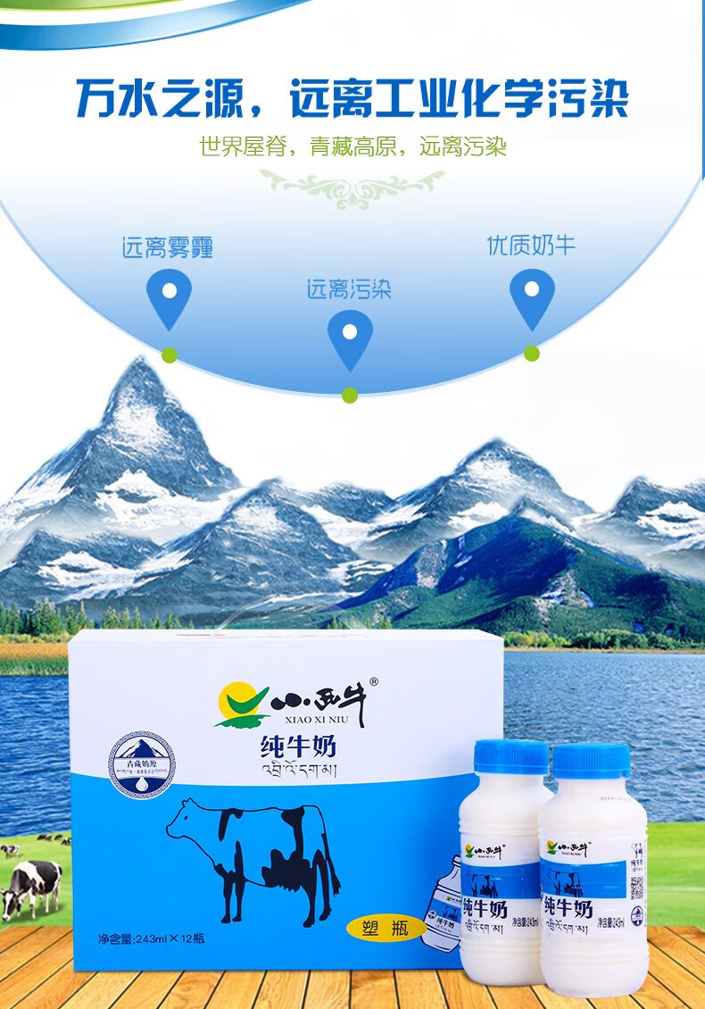 青小西牛纯牛奶 甜牛奶饮品243ml*12瓶整箱 红色 整箱 红色万圣节