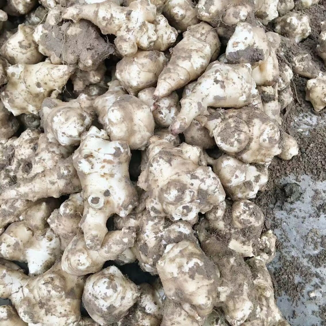 媚调现挖野生洋姜新鲜野鬼子姜不辣咸菜农家酱菜腌制菜泡菜甜阳菊芋