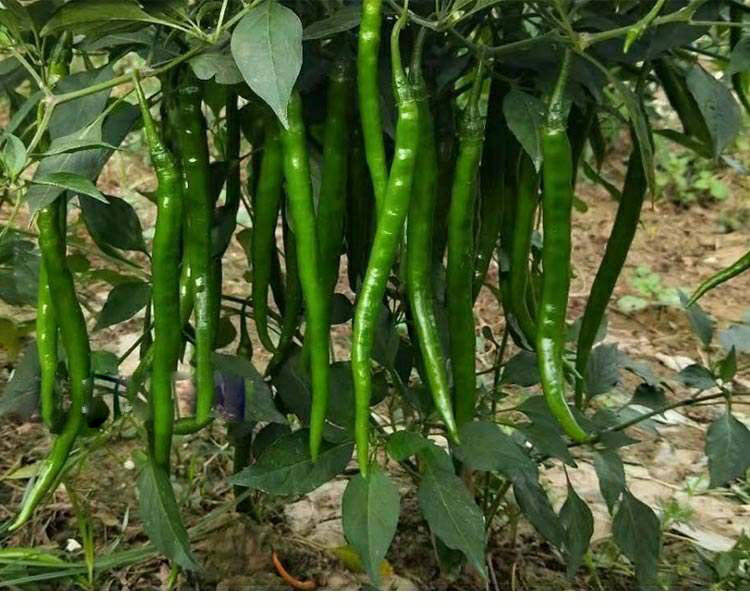 特辣长线椒 新鲜线椒 大青辣椒 青线椒 尖椒做剁椒二荆条 5斤装【含箱