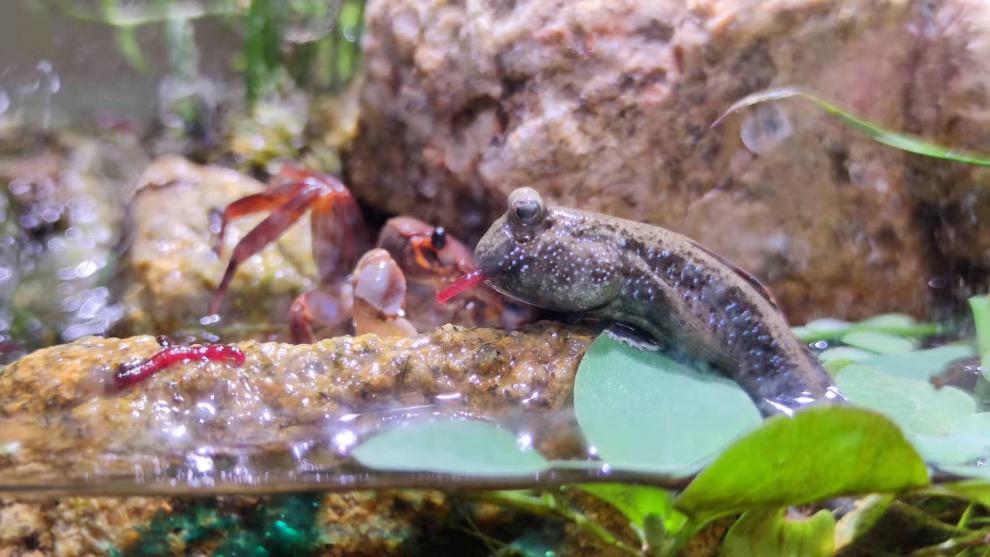 天弗跳跳鱼宠物弹涂鱼红鳍观赏滩涂红树林生态 6-8cm红鳍跳鱼3条