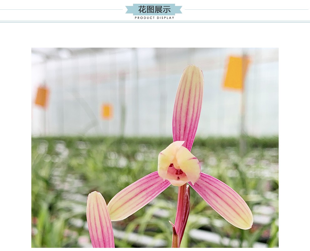 刘阁兰花 建兰正格梅瓣 市长红梅 夏带花苞出售花苗好养花卉名品盆栽