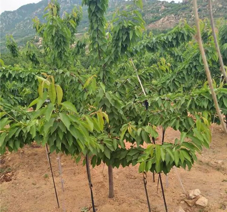 樱桃树苗车厘子苗乌克兰大樱桃果树苗嫁接苗南方北方种植水果樱桃苗