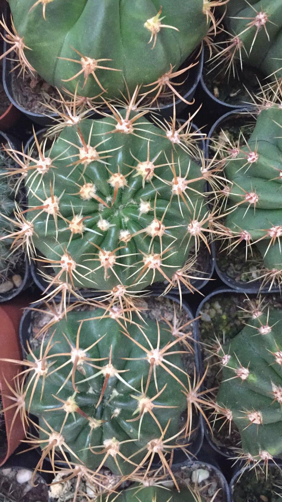 园艺仙人球开花实生玉翁剑芒般若金冠新天地绯花玉白星多肉 剑芒4.