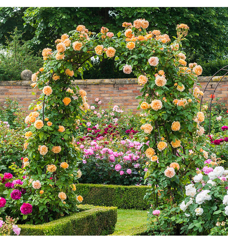 鸿飏 欧月多花庭院月季藤本月季花苗玛格丽特王妃爬藤月季耐热多花