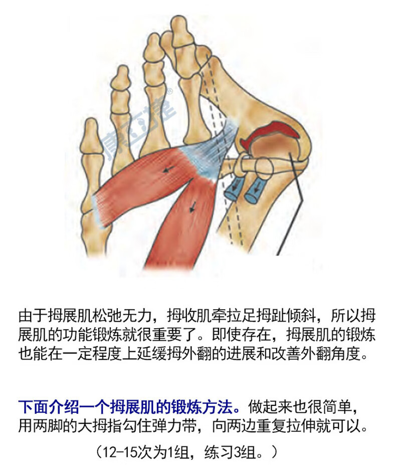 拇展肌训练图片