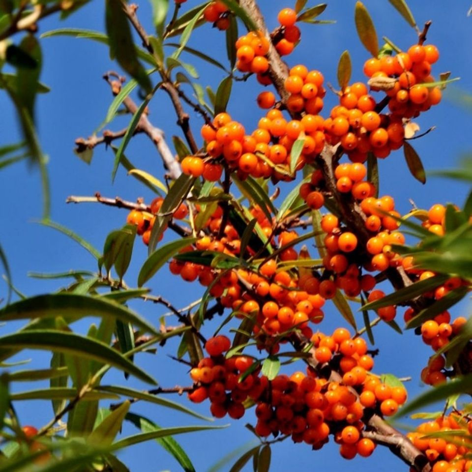 中药材 新疆沙棘 沙棘果 干果 沙刺茶沙棘果汁 250