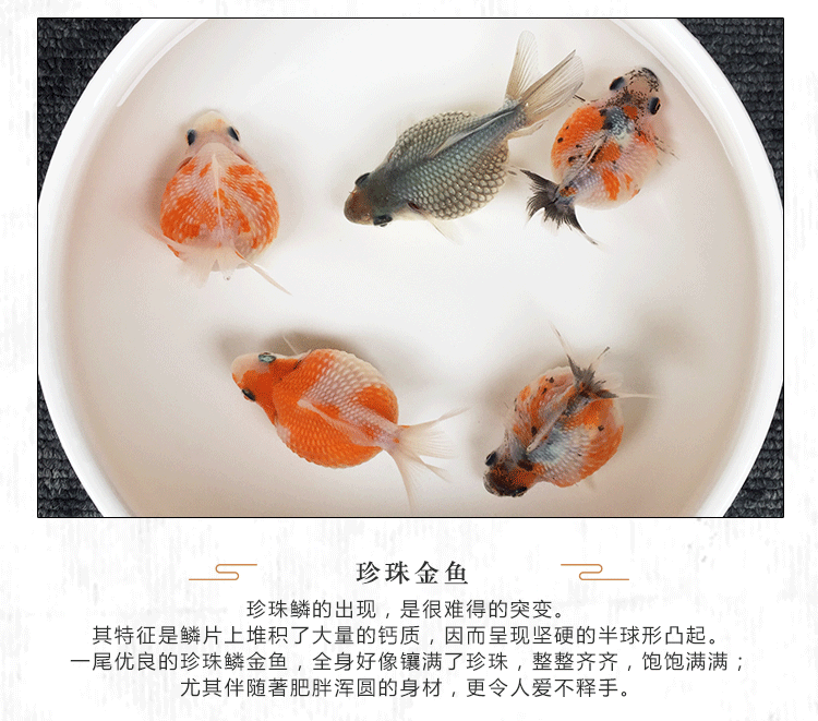 优鱼若宠金鱼观赏鱼活体水族宠物水泡蝶尾兰寿珍珠鎏金泰狮樱花泰红草金红顶虎金鱼鱼苗成鱼泰狮 随机颜色2条 4 6cm 图片价格品牌报价 京东