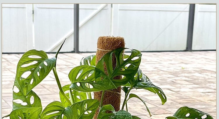 龟背竹支撑杆固定器棕柱定型椰棕棒大叶绿萝植物攀爬柱花架棕榈柱