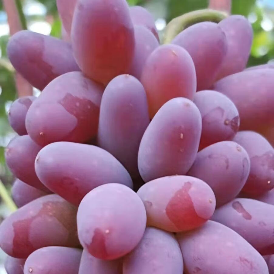顺丰东北茉莉香葡萄新鲜当季孕妇红葡萄玫瑰香无籽香甜3斤精选果顺丰