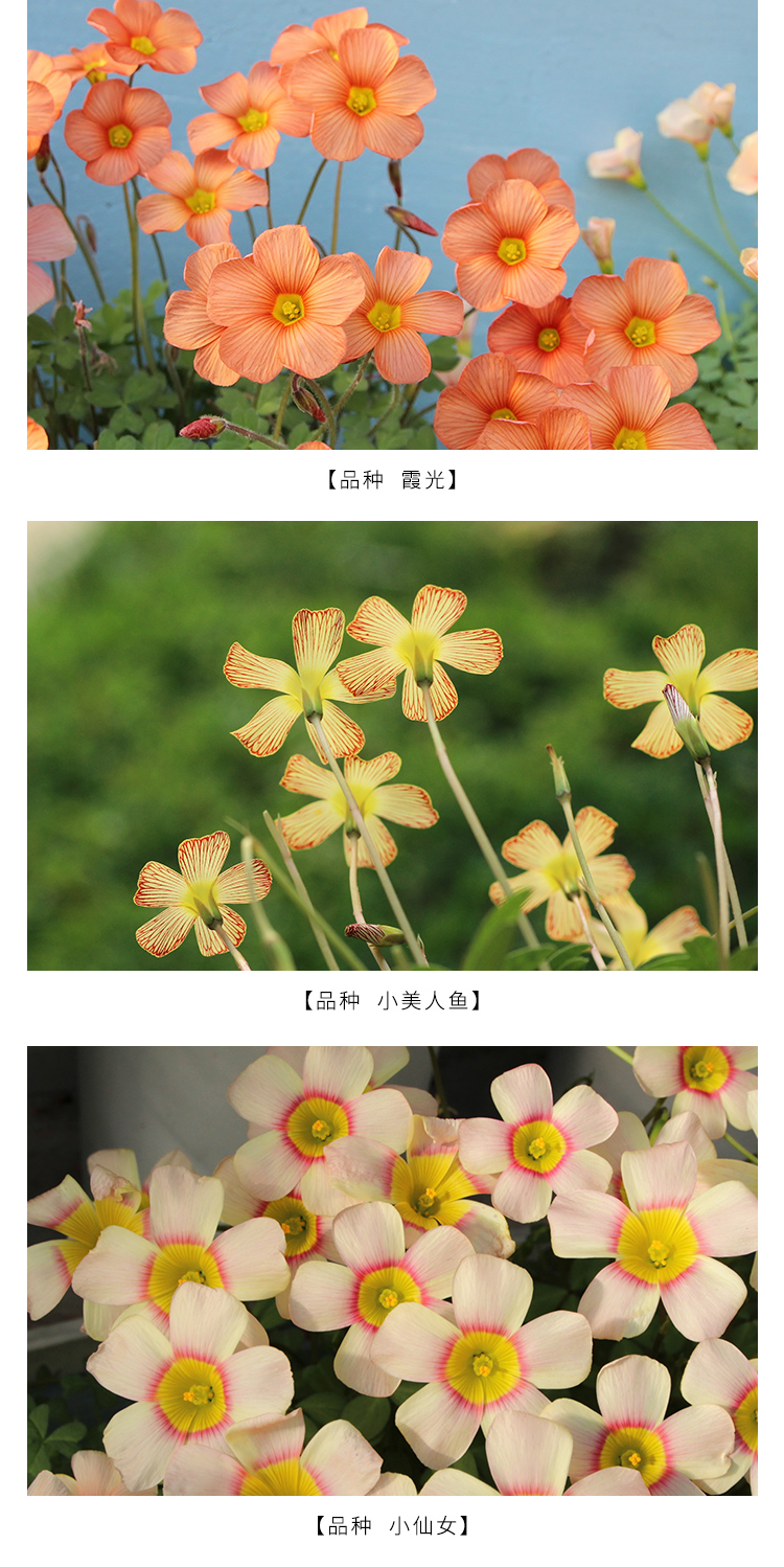 顺泰 幸运三叶紫叶酢浆草种球种子根盆栽庭院花卉观花植物 酢浆草小