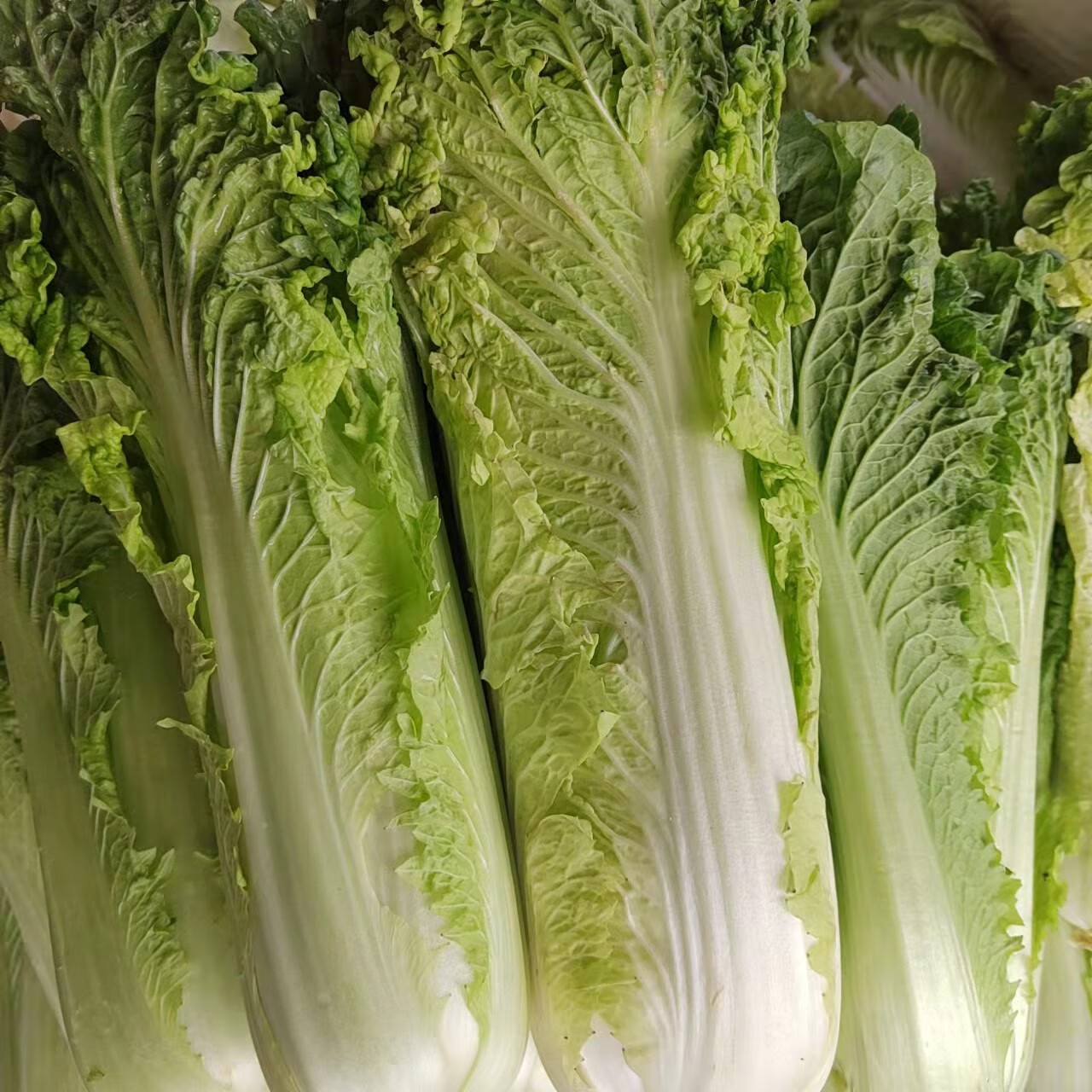 春光岛 贵州农家露天自种青口白新鲜蔬菜青麻叶大白菜青白口自然成熟