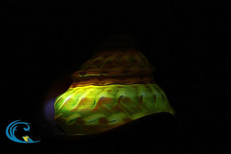 天然海螺贝壳摆件珊瑚 荧光珍珠塔螺夜光塔螺 标本螺收藏礼品摆设 8