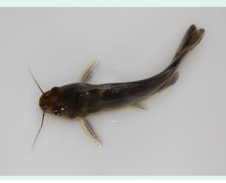 活体全雄黄骨鱼苗 黄辣丁鱼苗 黄颡鱼苗黄丫头淡水小鱼苗冷水耐活 3-5