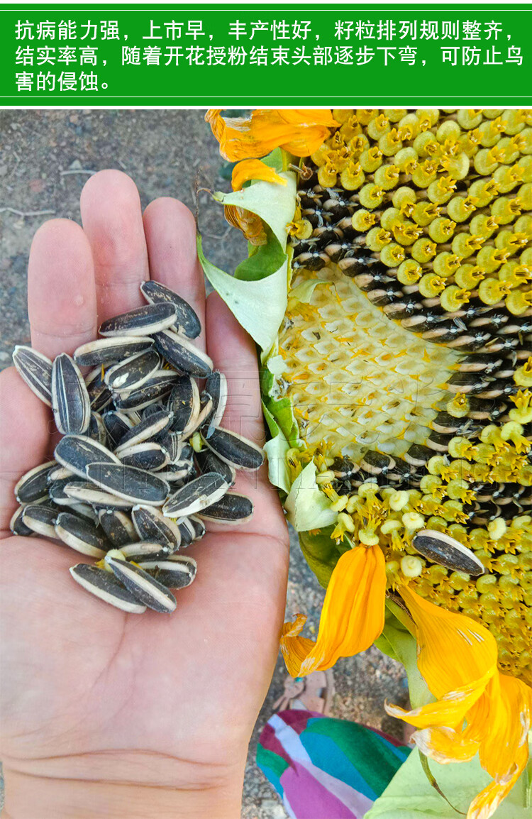 花姬 向日葵种籽葵花籽可种瓜子种子种苗特大食葵油葵四季阳台蔬菜种
