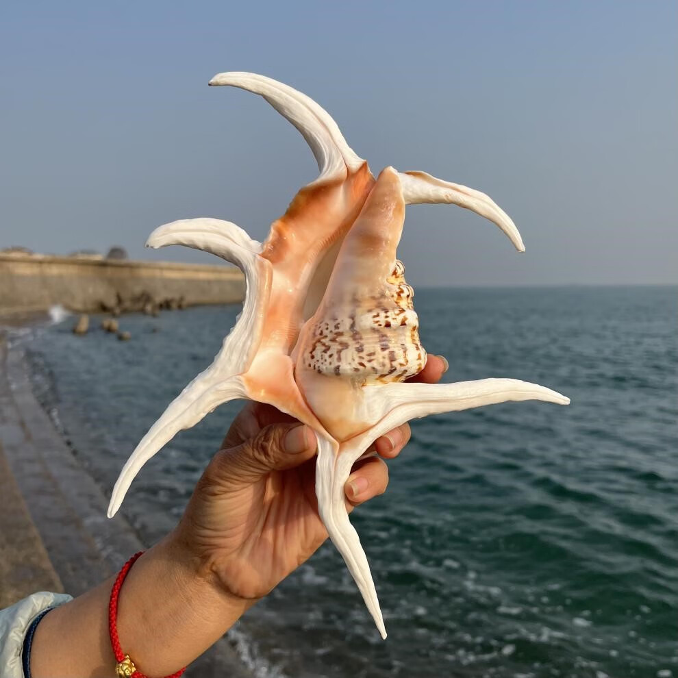 大海螺可听大海的声音黄金螺贝壳能吹响海螺号居家装饰工艺品礼物