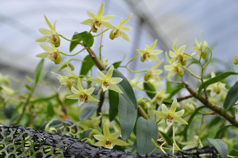 正宗云南铁皮石斛花铁皮石斛干花枫斗干花茶仿野生特级应季新花沁溪