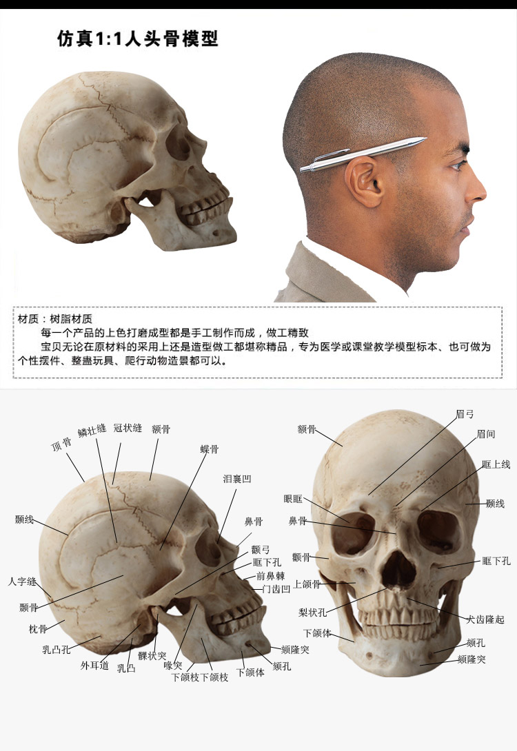 头骨模型创意整蛊玩具模型仿真人头骨人体解剖万圣节鬼屋恐怖道具美术