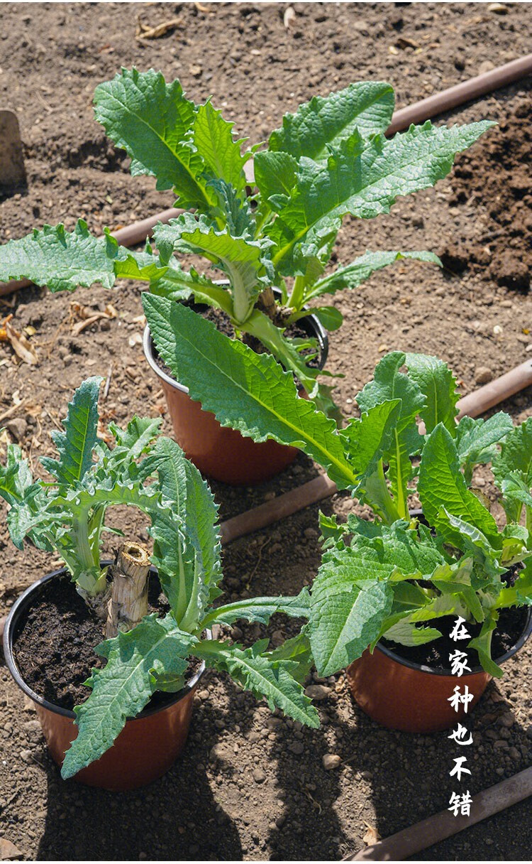 寿禾洋蓟种子朝鲜蓟蔬菜紫色朝鲜蓟种子10粒3包