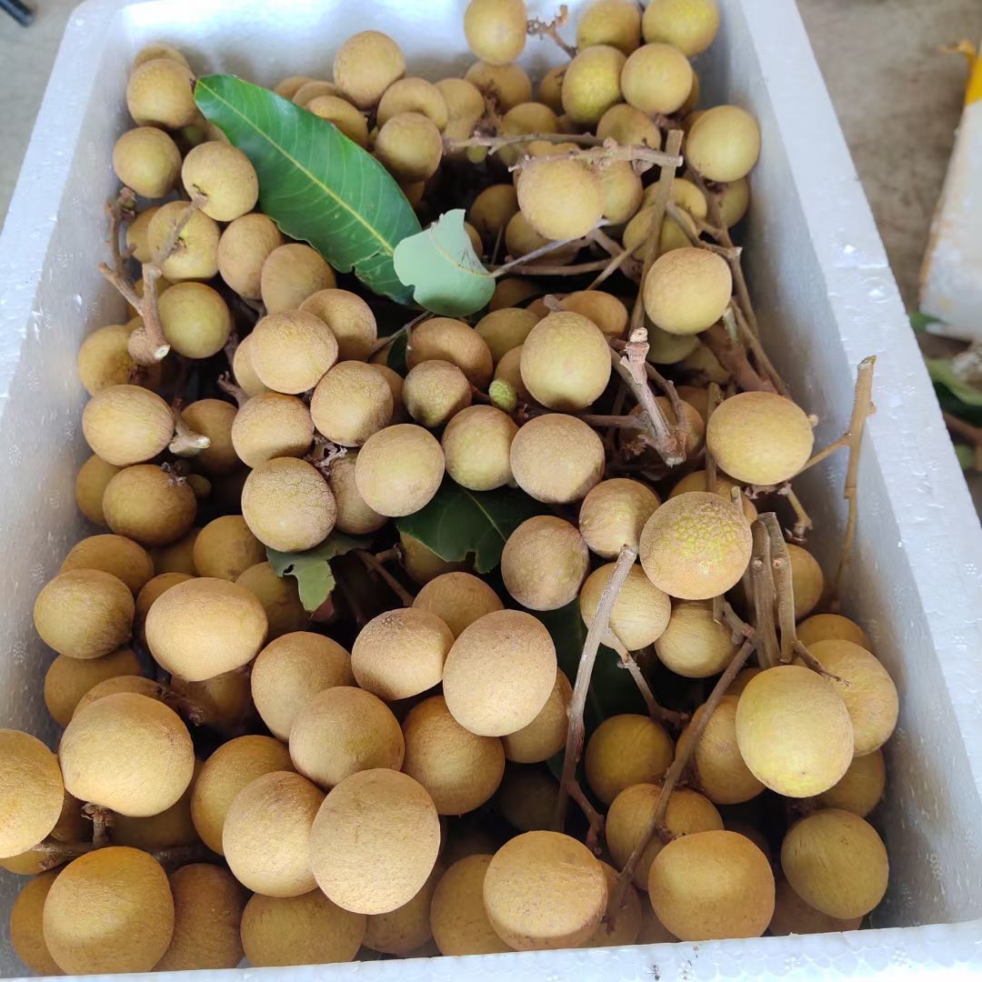 广东茂名龙眼新鲜 现摘龙眼孕妇水果 当季新鲜水果 龙眼【带枝发货