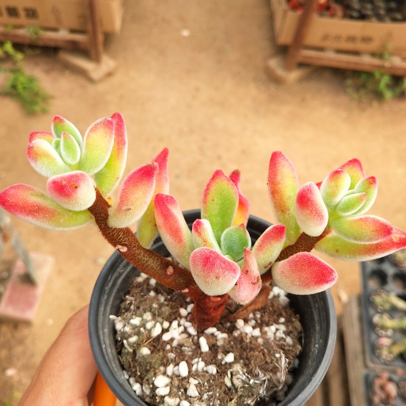 木木居 多肉植物 新手多肉植物盆栽 办公室阳台小盆景 金边四海波