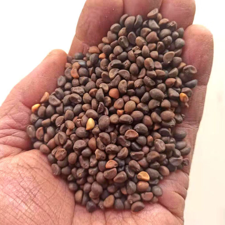 【精选】空心菜种子柳叶尖叶圆叶空心菜种籽蔬菜种籽菜籽蕹菜春秋盆栽