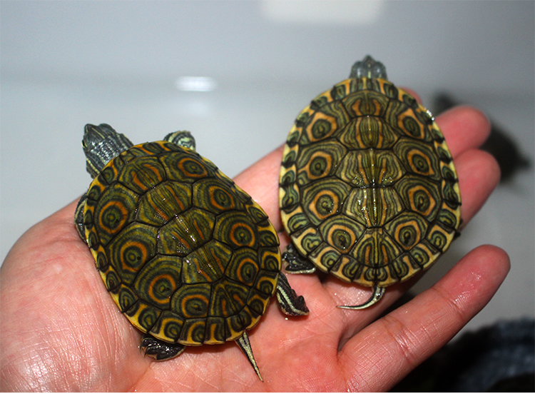 ajaj 佛州大河甜甜圈金火头苗小乌龟活体宠物观赏龟全品头苗 2-3厘米