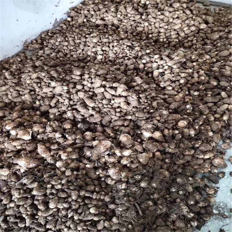 上客来独角莲种子丁独豆独角连莲丁独豆独角连莲千天花干货无硫中药材