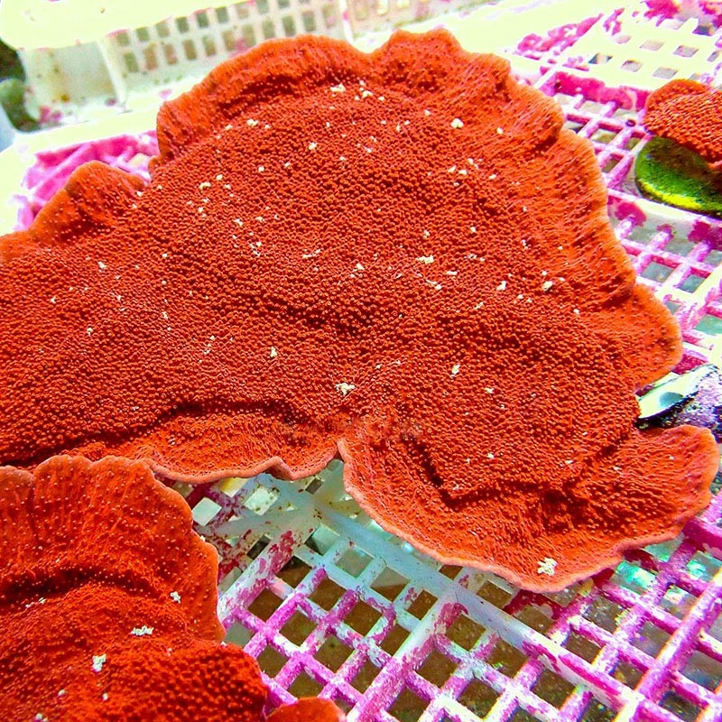 瓦片珊瑚活体活物印尼绿瓦片红瓦片紫瓦sps珊瑚海水观赏物运输包活-岚