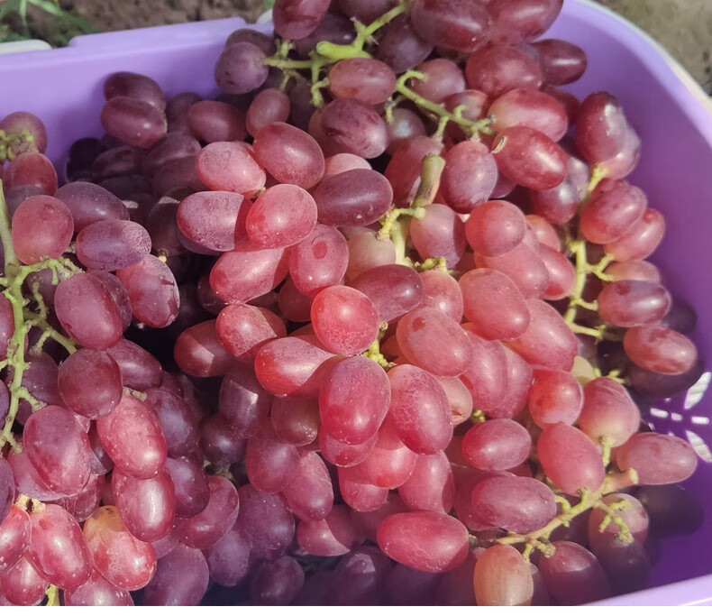 桂林新鲜提子温克红提现摘现发当季水果葡萄纯甜广西特产整箱 9斤