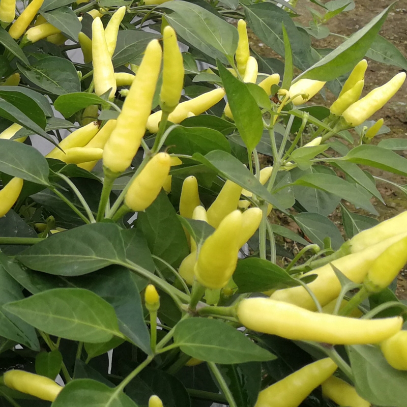 黄色小米椒种子玉指朝天椒小辣椒种籽南北方阳台盆栽农家菜园种植潇新