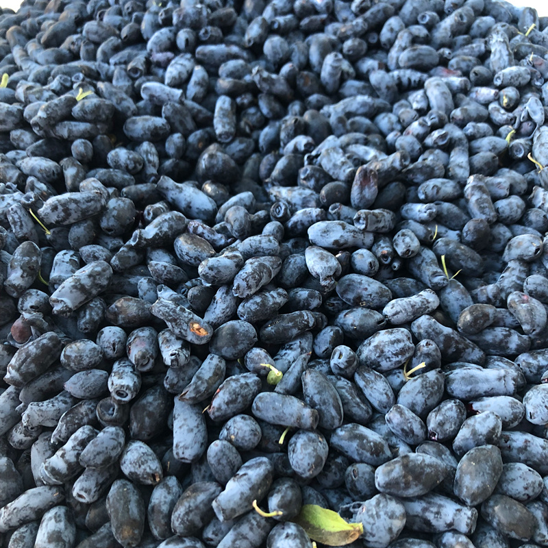 长白山蓝靛果新鲜速冻山茄子黑瞎子羊奶子果6斤