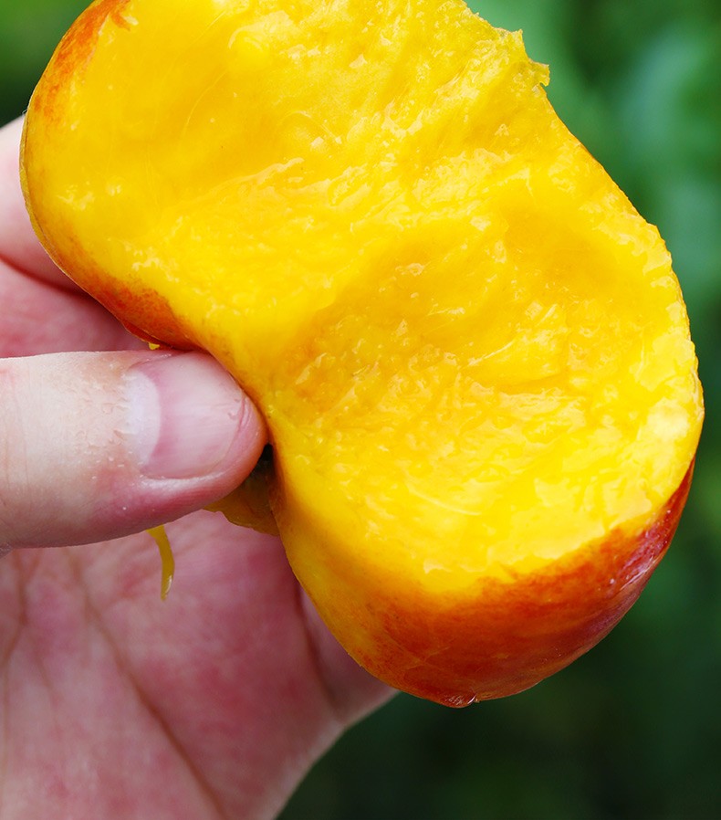 黄金油蟠桃蒙阴黄油扁桃新鲜现摘5斤水果蜜桃子非毛红桃黄扁桃4黄金油