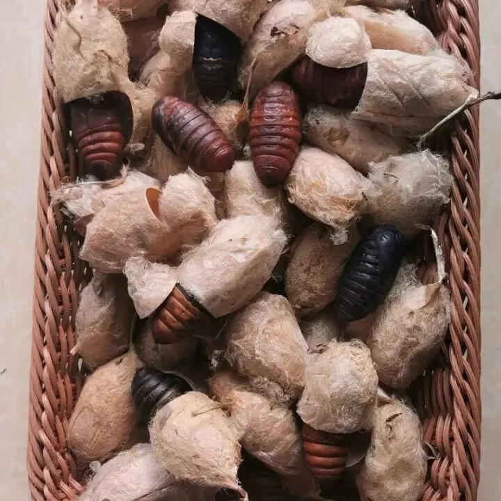 带壳活蚕蛹辽宁凤城带壳柞蚕大茧黑蚕蛹大茧蚕茧黄蛹蚕茧大个黄蛹 2斤