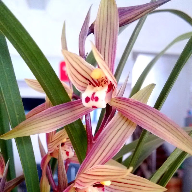 春兰铭品(春丽)冬春带花苞优雅细叶兰花盆栽室内花卉绿植物 【2盆】