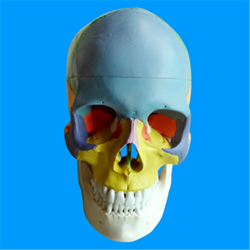 头颅骨头骨教学仿真颅骨模型骷髅头模型功能分区彩色头颅着色头骨 a款