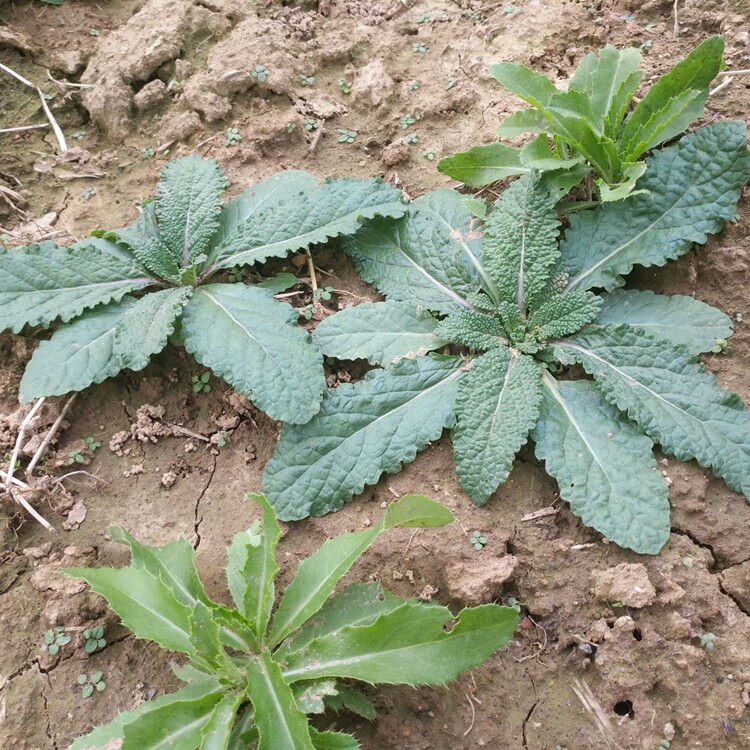 克 亏本卖 蛤蟆草 干500克 整颗带根 癞蛤蟆草雪见草荔枝草幼苗干品