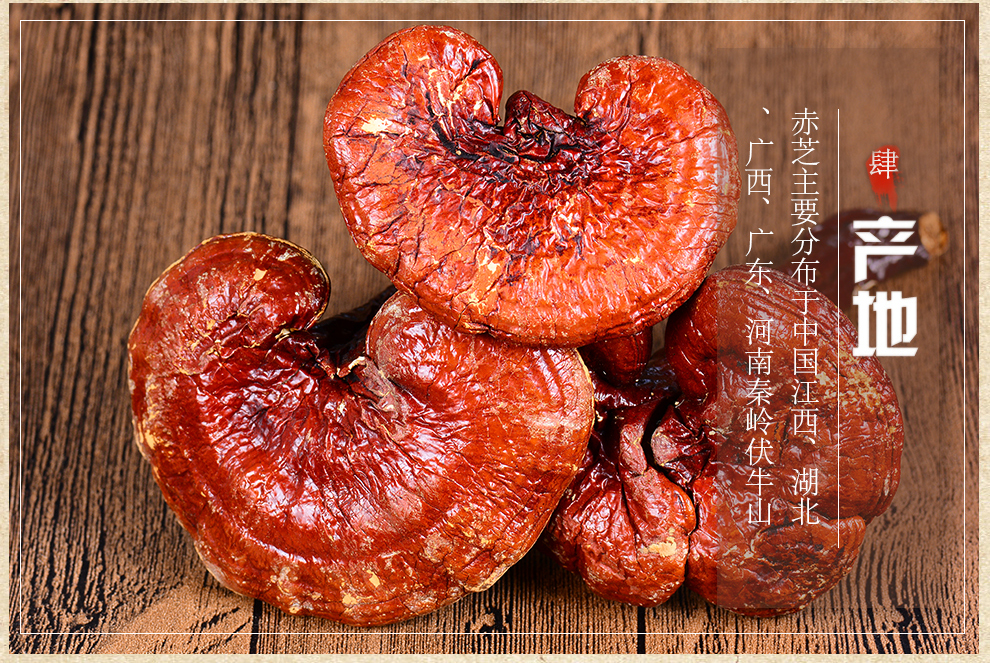 年货盛典栢晟灵芝赤灵芝东北长白山赤芝丹芝红芝血灵芝带柄赤芝500g