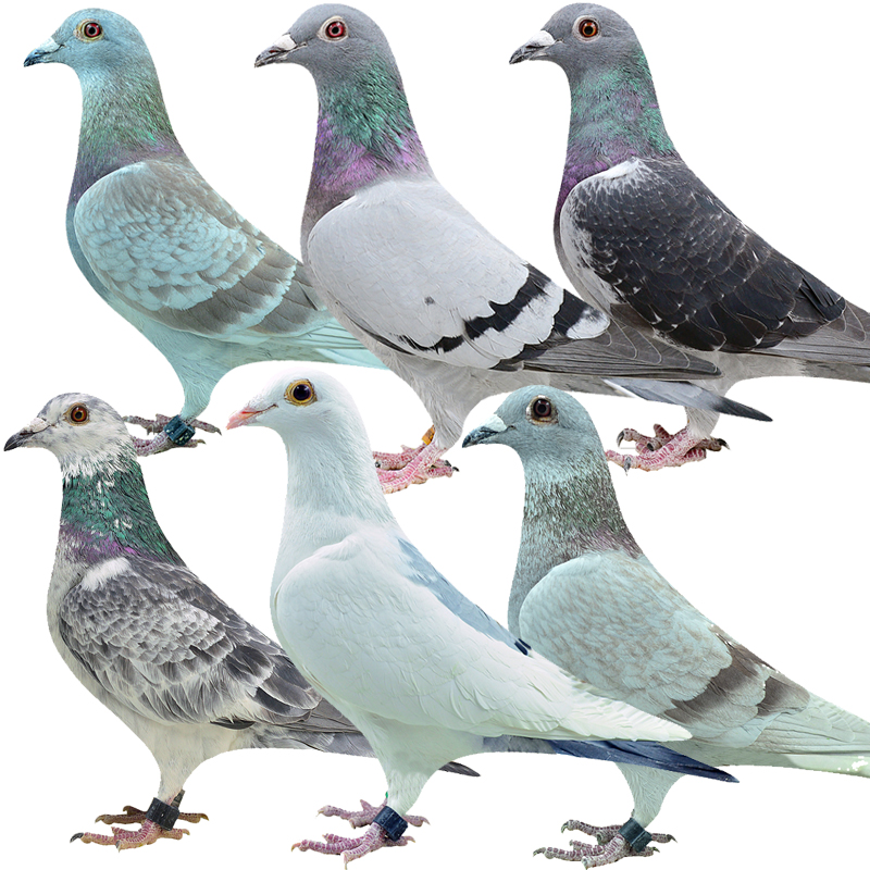 信鸽活体一对鸽子幼鸽原配种鸽成绩鸽血统青年鸽肉鸽观赏鸽活 瓦灰