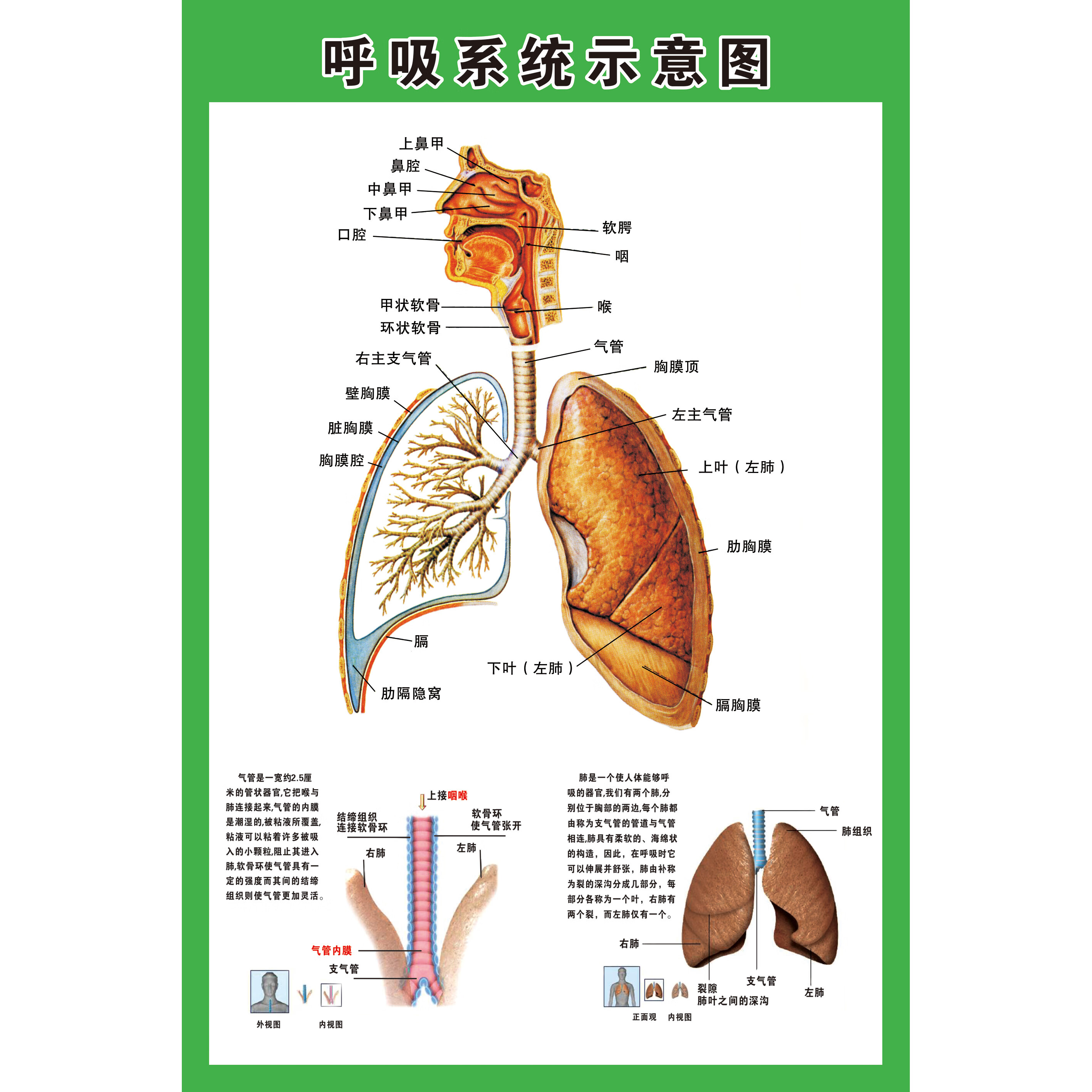 呼吸系统示意图医院人体解剖图肺部呼吸系统海报画疾病预防展板 呼吸