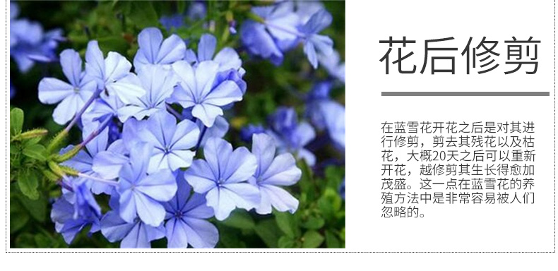 花卉蓝雪花苗盆栽大苗阳台耐热爬藤棒棒糖带花植物兰小攀爬绿植18大盆