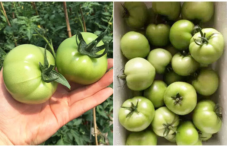 精选贼不偷番茄种子绿番茄种子东北柿子绿西红柿种籽大田高产绿罗成