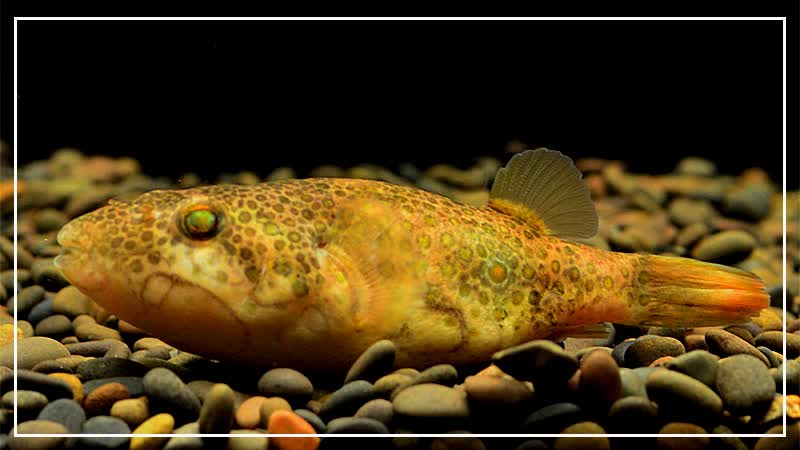 荣郁 巧克力娃娃活体宠物气泡鱼红木瓜斑马狗头鱼潜水艇淡水观赏鱼 6